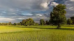 Sunny green paddy fields with trees and long shadows at golden hour, during the monsoon, in Don Det.