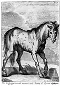 Cavallo imperfetto del Polesine, 1692