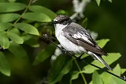 European pied flycatcher, Grindtorp, Västmanland