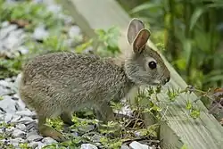 A young swamp rabbit standing on four legs among rocks and grasses
