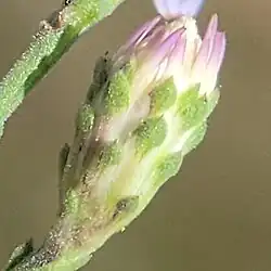 Involucre and phyllaries