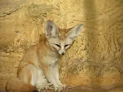 Fennec fox (Vulpes zerda)