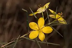 Talinum polygaloides