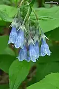 Tall bluebells (Mertensia paniculata)