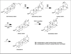 Taraxasterol synthesis