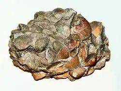 Terebratula sp. from the Triassic of Bolzano, Italy