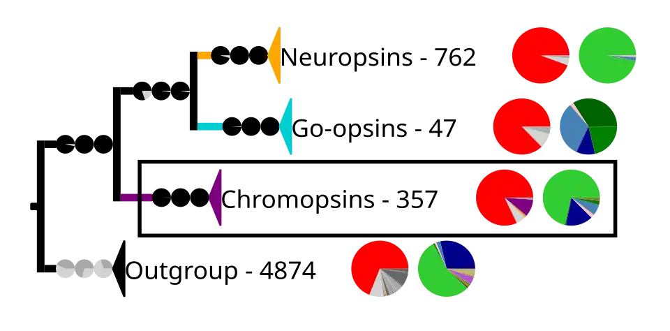 Phylogenetic reconstruction of the tetraopsins. The outgroup contains other G protein-coupled receptors including the other opsins. The frame highlights the chromopsins, which are expanded in the next image.