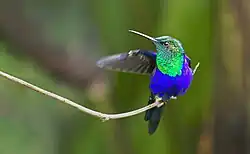 Thalurania colombica fannyi (Green-crowned Woodnymph)