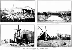 Collage of the stages of sheep shearing in north-west Western Australia.