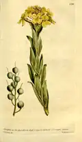 Botanical illustration