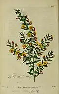 Illustraion of Bossiaea cinerea from the Botanical Register[11]
