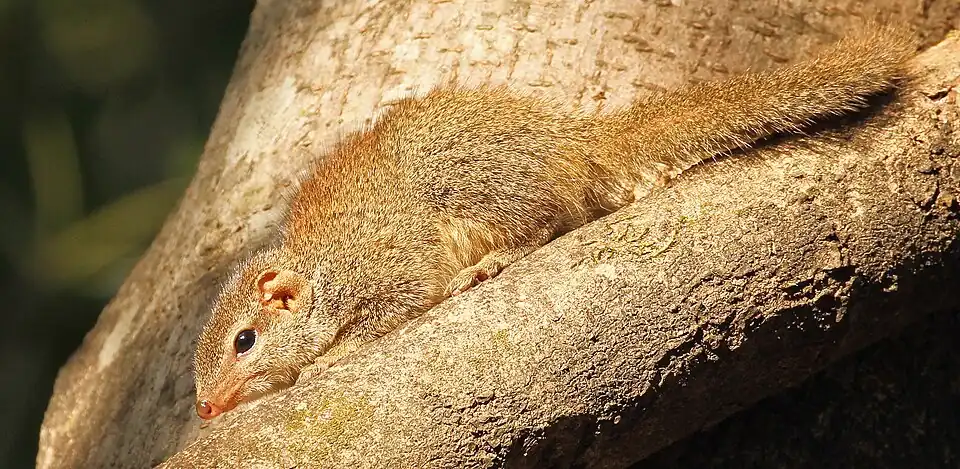 Madras treeshrew (Anathana ellioti)
