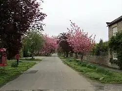 A rural street fringed with blossom trees