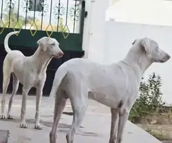 Two White rajapalayam dogs