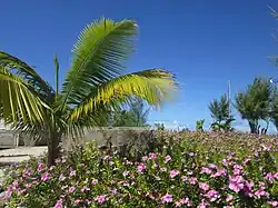 The Thirteen Islands of St Brandon - Images of Île Raphael, Cargados Carajos in Mauritius