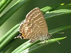 Mission Beach, Queensland