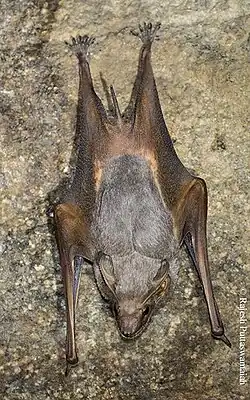 Brown bat