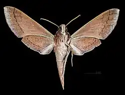 Ventral view of female