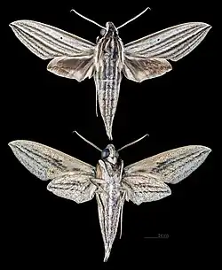 Theretra polistratus