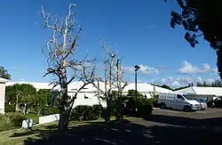 Three dead Bermuda cedars in 2019