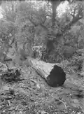 Timber workers on a log on the Mountain Rimu Timber Company's property