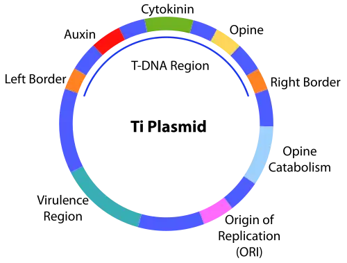 A diagram showing the structure of the Ti plasmid, with various important regions labeled