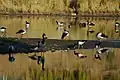 Magpie geese