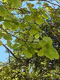 Large-leaved Linden (Lime) Tilia platyphyllos