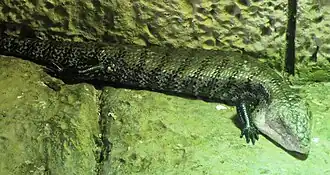 Riesenblauzungenskink