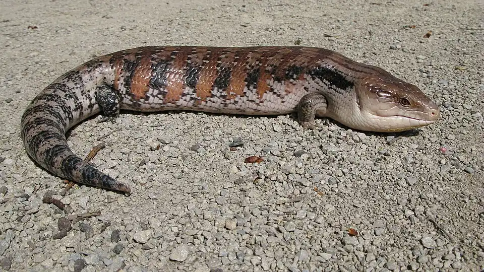 Northern Blue-Tongued Skink 2011