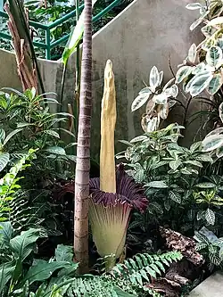One of the many flowering plants at the zoo