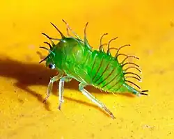 Tree hopper nymph Stictocephala spp.