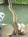 An old traditional tree trunk used as a water pipe
