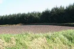 Treneglos: site of a tumulus. At the edge of the large plantation on Wilsey Down, the tumulus appears to have been ploughed out