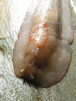 A beige individual with a very wide body and a pale orange "triangle" and foot edge. Tentacles partially retracted