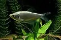 Moonlight gourami