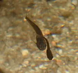 Photo of an adult and a juvenile in their habitat in front-top view