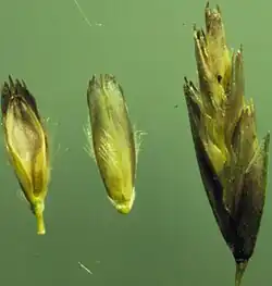 Individual florets and spikelet