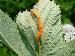 Fungal sori of the meadowsweet rust gall.