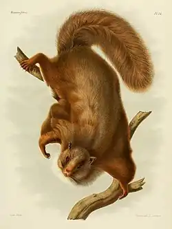 Drawing of brown squirrel