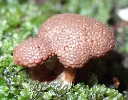 Tubifera microsperma