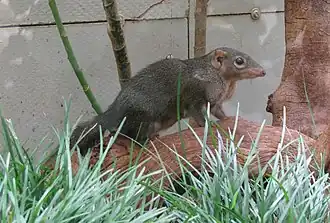 Northern treeshrew (Tupaia belangeri)