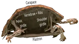 Photograph of one half of a tortoise skeleton, cut in half vertically showing the vertebrae following curving along the carapace