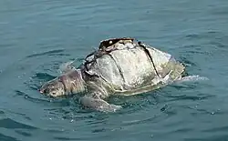 Floating in the Arabian Sea, possibly killed by a boat propeller