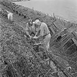 Laborers preparing a brushwood fascine; in the background obstacles for landingcraft as part of the Atlantic Wall.