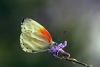 Mylothris rueppellii haemus