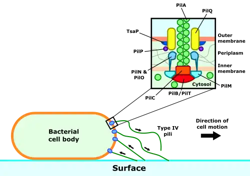 Summary of twitching motility action and structure of type IV pilus machinery