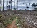 Two people hike along a recent clear cut, April 2025