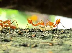 Two ants transferring a larva