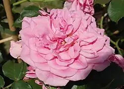 Rosa arbustiva 'Uetersens Rosenprinzessin' (Kordes, 2009)